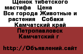 Щенок тибетского мастифа › Цена ­ 60 000 - Все города Животные и растения » Собаки   . Камчатский край,Петропавловск-Камчатский г.